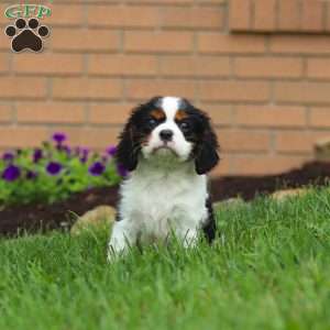 Nash, Cavalier King Charles Spaniel Puppy